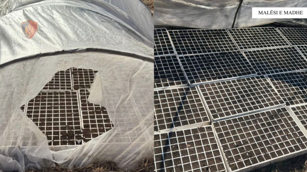 Kanabisi gati për mbjellje, zbulohet sera në Malësinë e Madhe