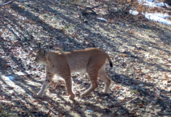Rishfaqet grabitqari mahnitës në parkun e Shebenikut