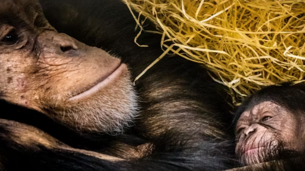 Plas “lufta civile” mes shimpazeve, kafshët vrasin njëra-tjetrën