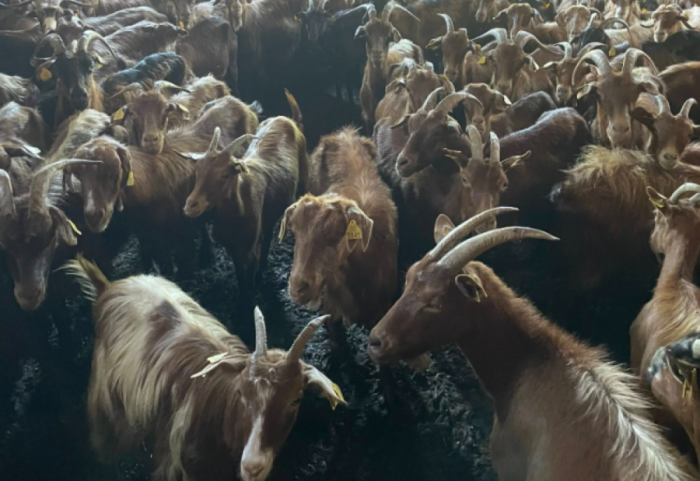 Murtaja e të imtave shfaqet në Bulqizë, asgjësohen 220 kokë dhi në Shupenzë