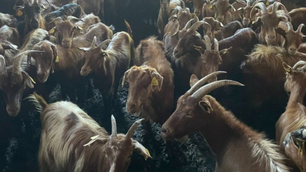 Murtaja e të imtave shfaqet në Bulqizë, asgjësohen 220 krerë dhi në Shupenzë