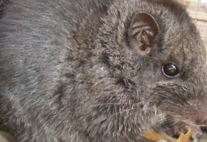 Specia që cilësohej e zhdukur prej 11 milionë vitesh, shitej si ushqim në tregjet e Laosit